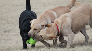 Black and two yellow labradors playing ball.